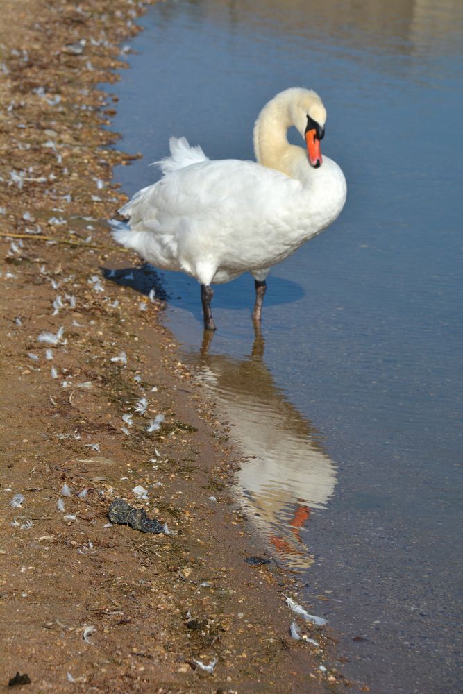 Lac de Madine