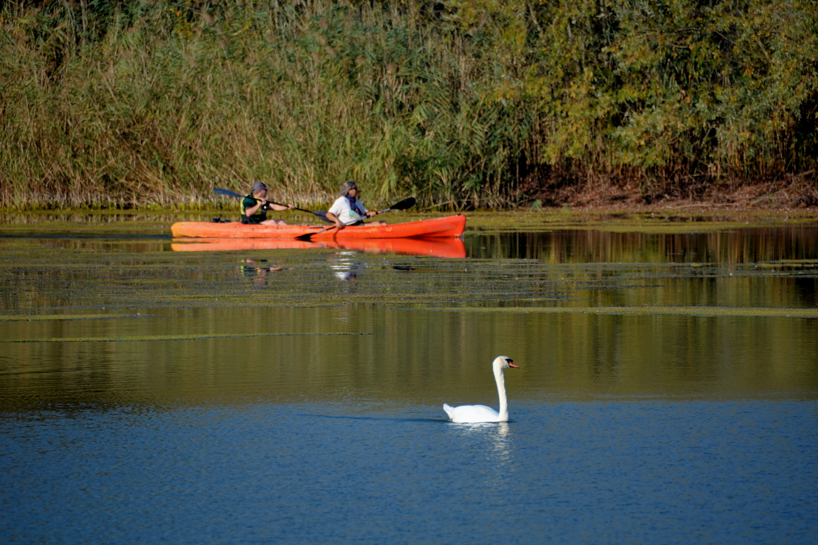 Lac de Madine