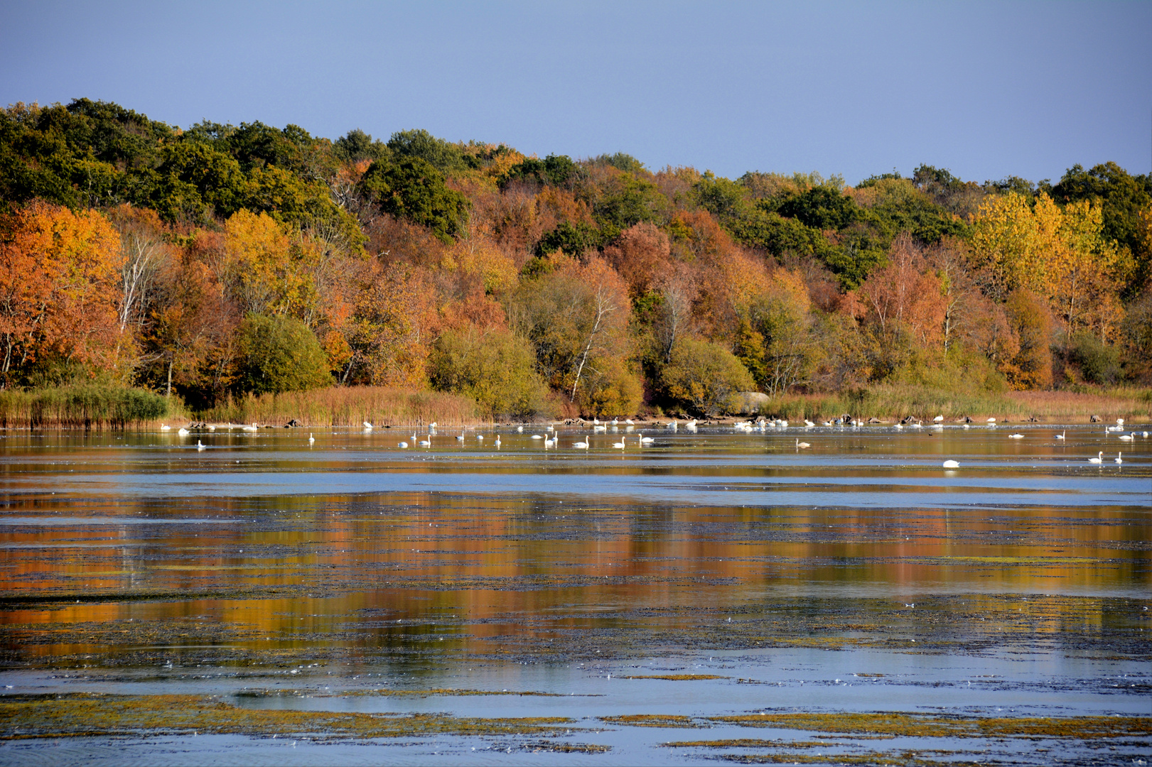 Lac de Madine