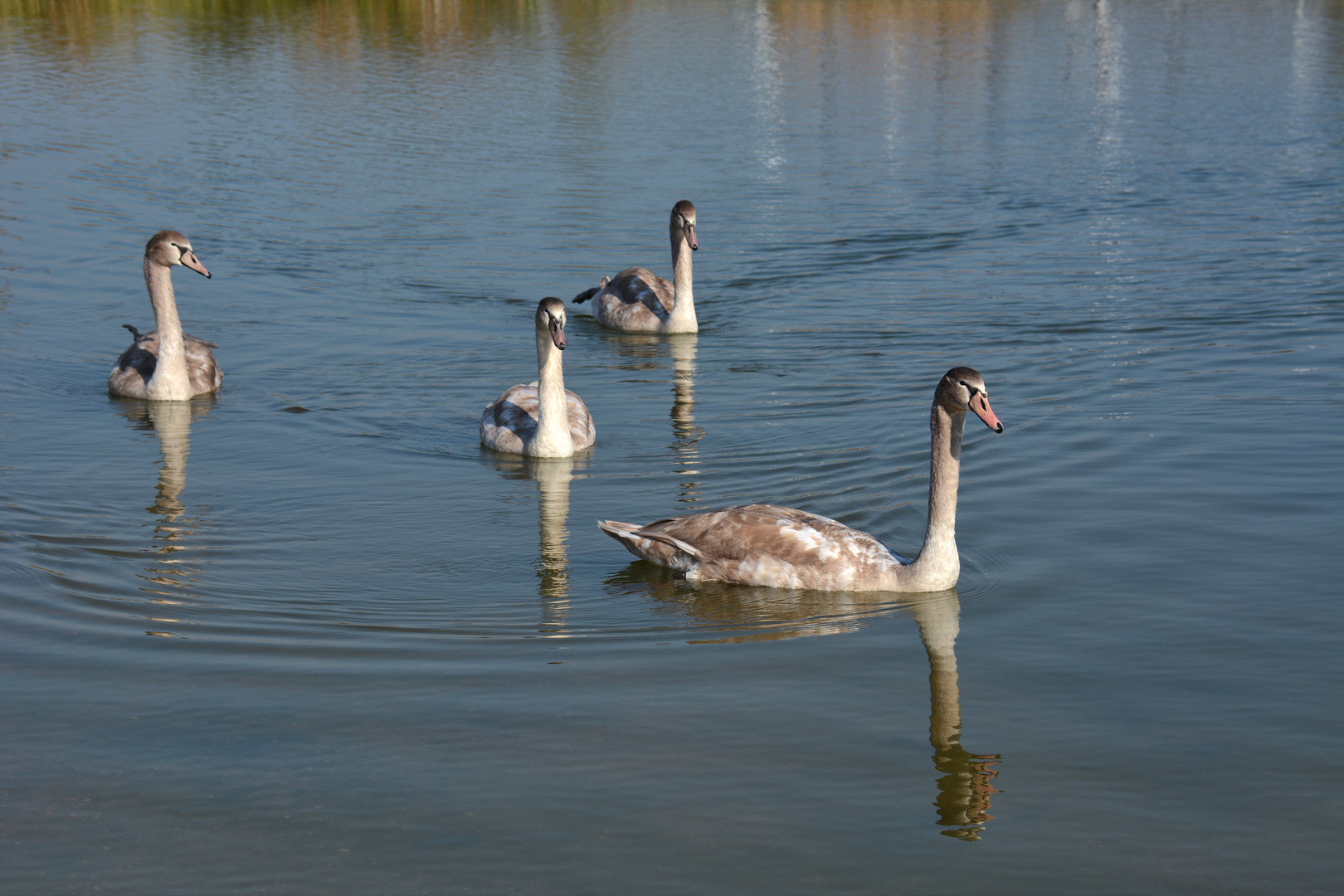 Lac de Madine