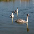 Lac de Madine