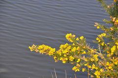 Lac de Plouray2