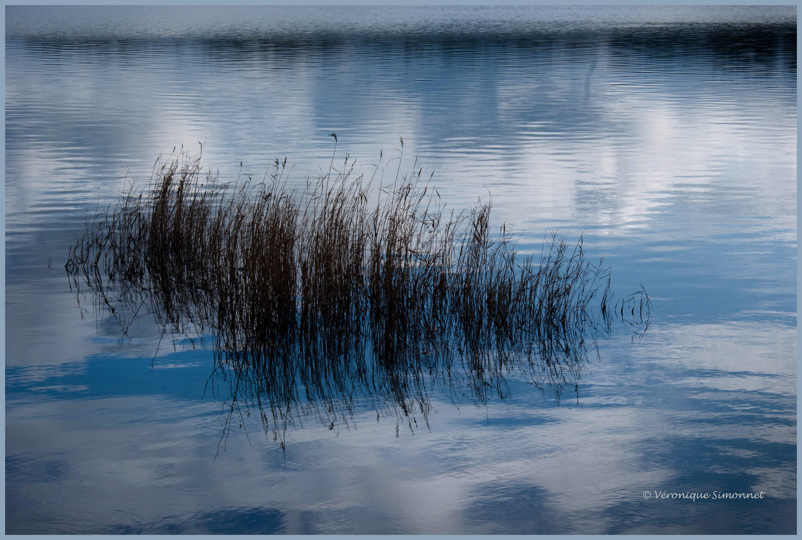 Lac de Saint Cyr (86 Vienne)-Le curieux mariage