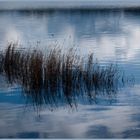 Lac de Saint Cyr (86 Vienne)-Le curieux mariage