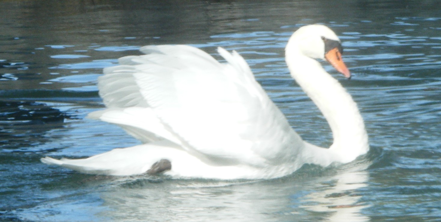 Lac des cygnes.