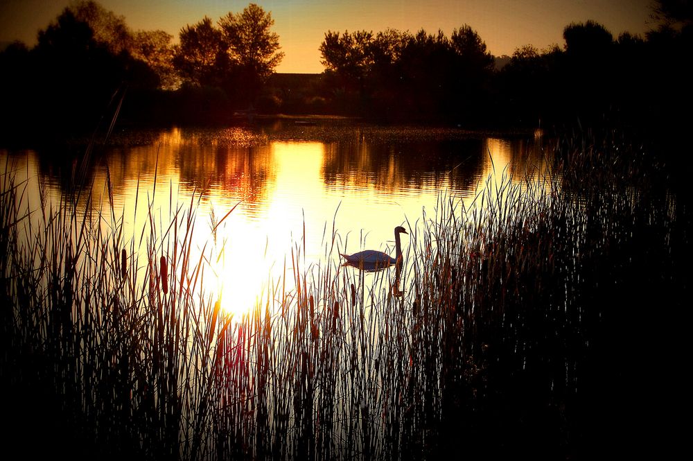 Lac des Cygnes