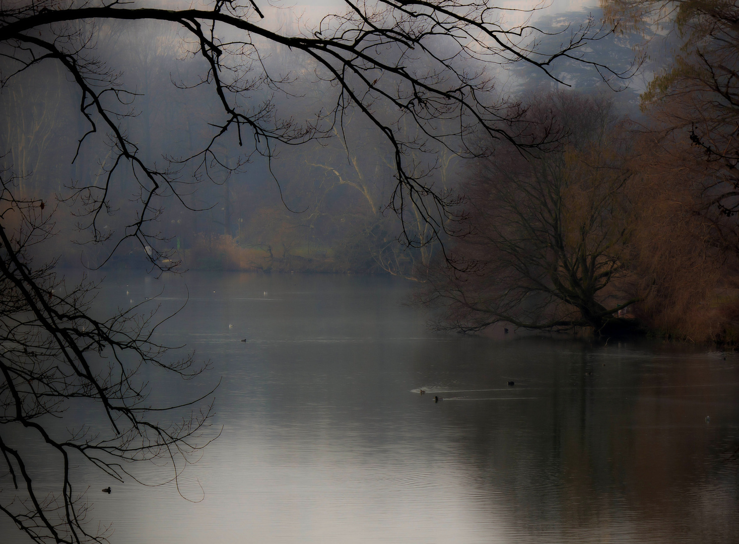 lac des cygnes