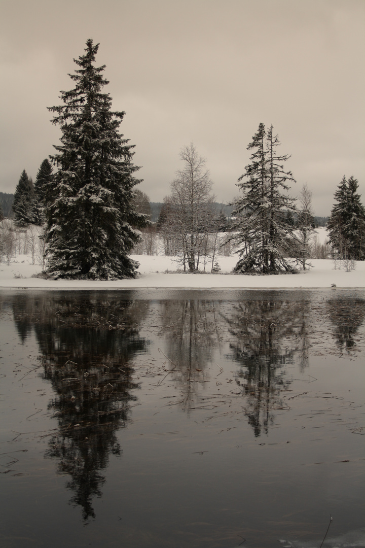 lac des ROUSSES (39)