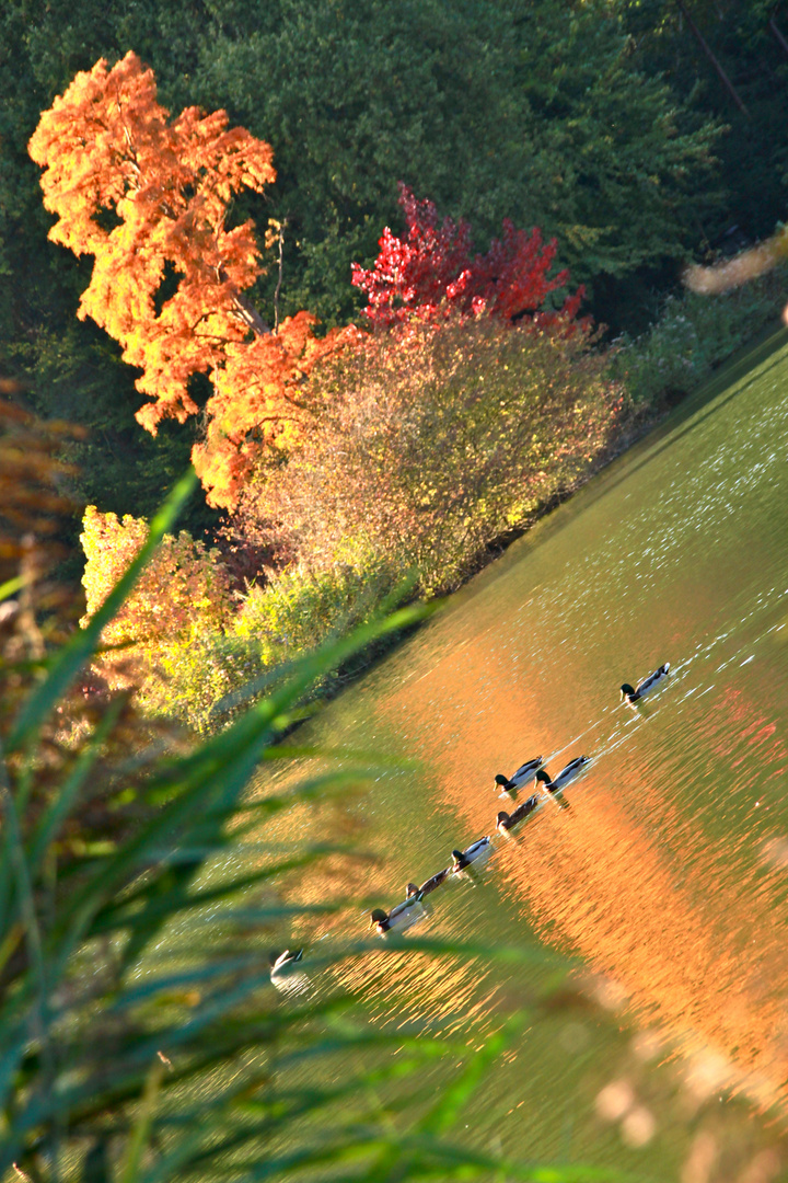 Lac du Château de la Hulpe