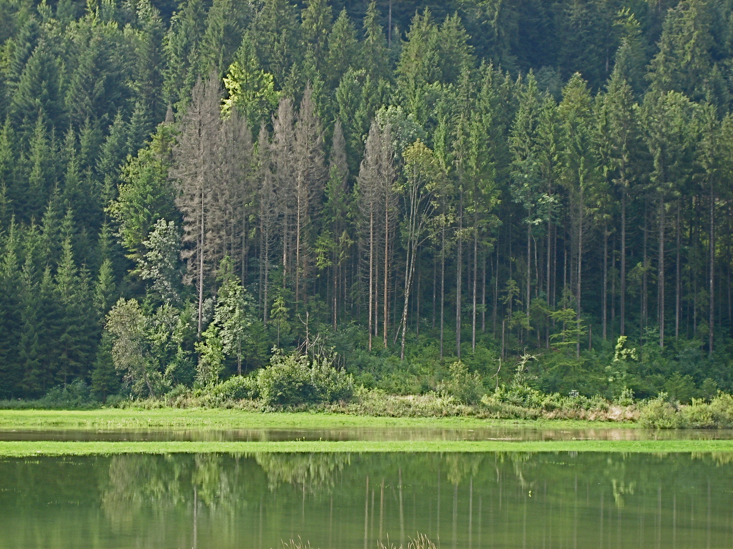 Lac du Doubs nach dem Regen