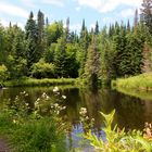 Lac en forêt