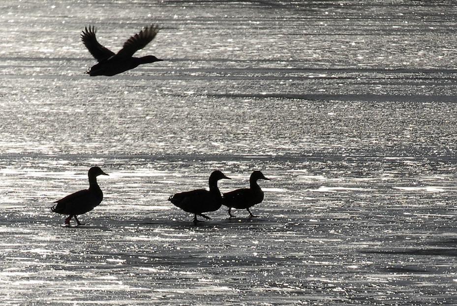 Lac gelé