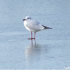 Lac gelé...