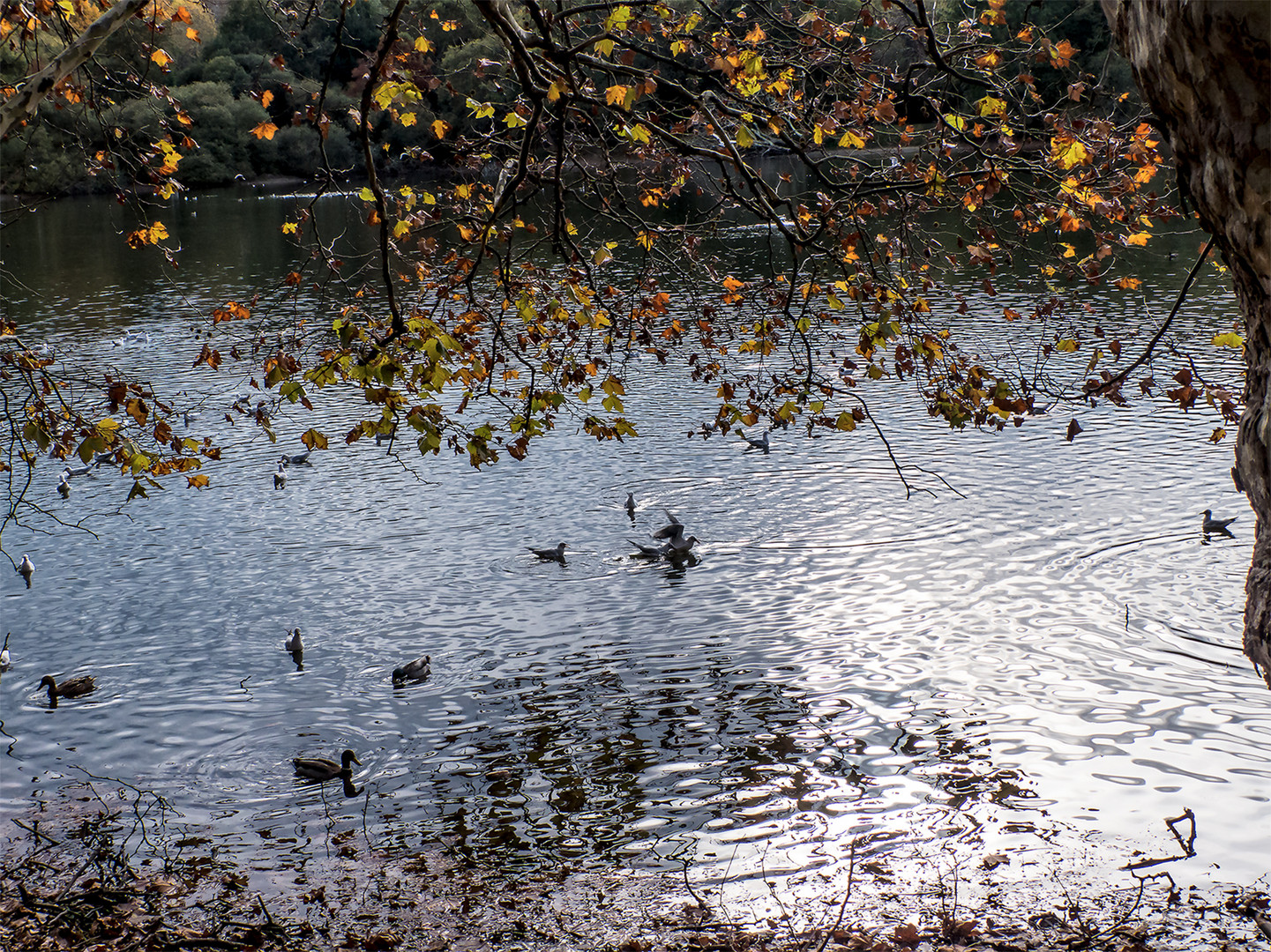 lac marion Biarritz