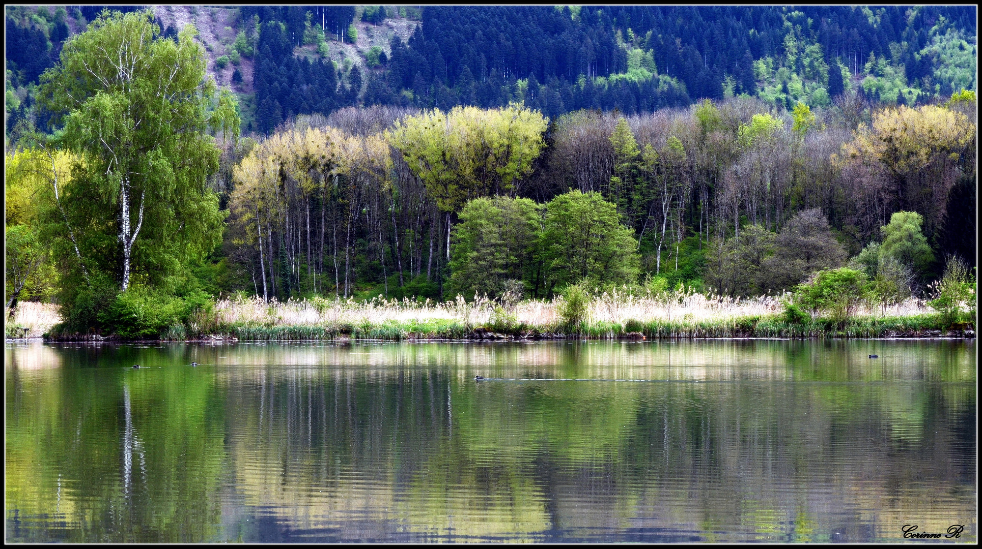 Lac paisible photo et image paysages lacs rivi res Lac paisible photo et image paysages lacs rivi res
