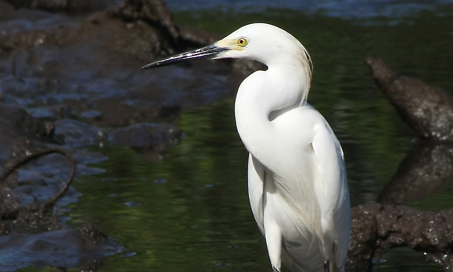 Lac salé