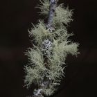 Lacamas Lichen