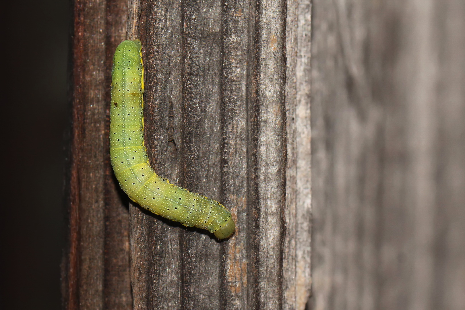 Lacanobia oleracea