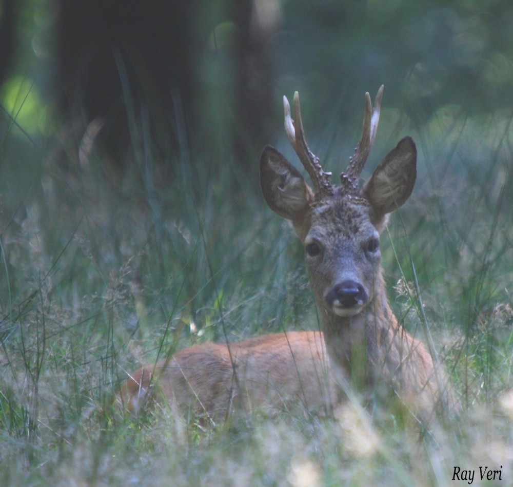 l'accalmie photo et image | animaux, animaux sauvages, cervidés ...