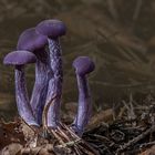 Laccaria amethystea