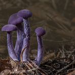 Laccaria amethystea