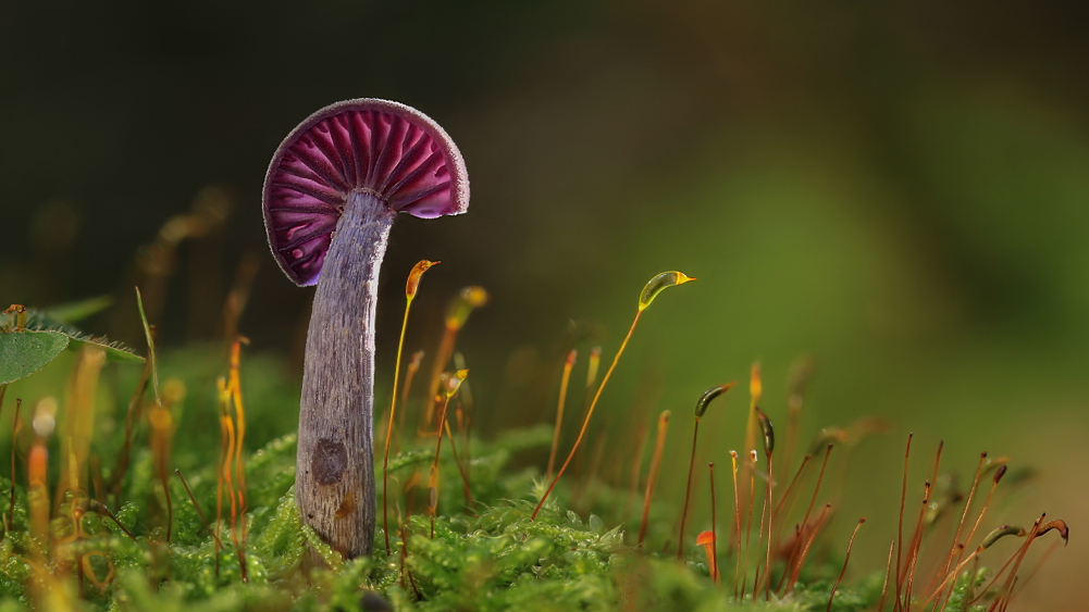 Laccaria amethystea...