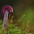 Laccaria amethystea...