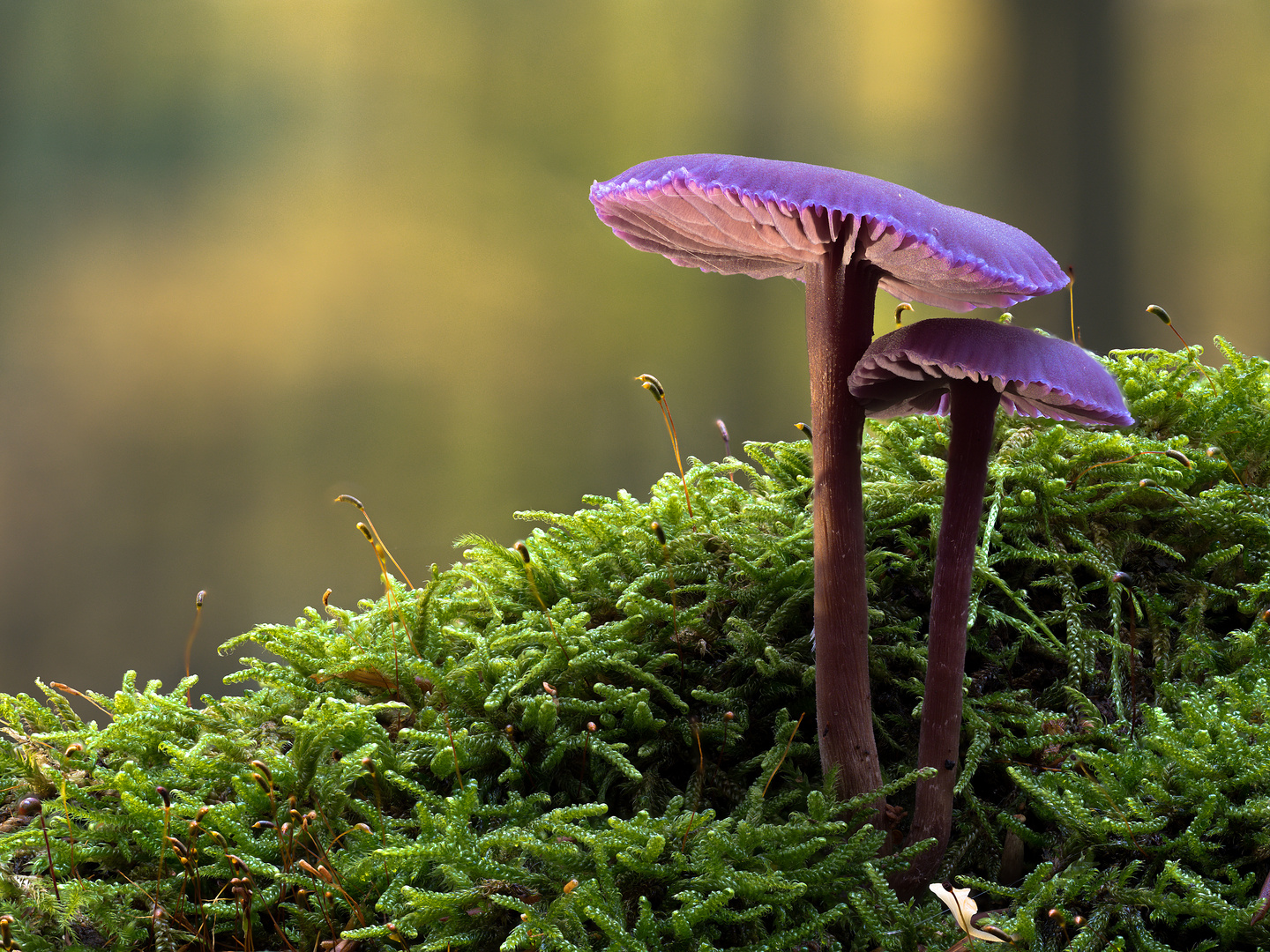 Laccaria amethystina