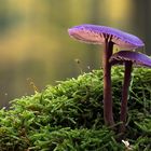 Laccaria amethystina