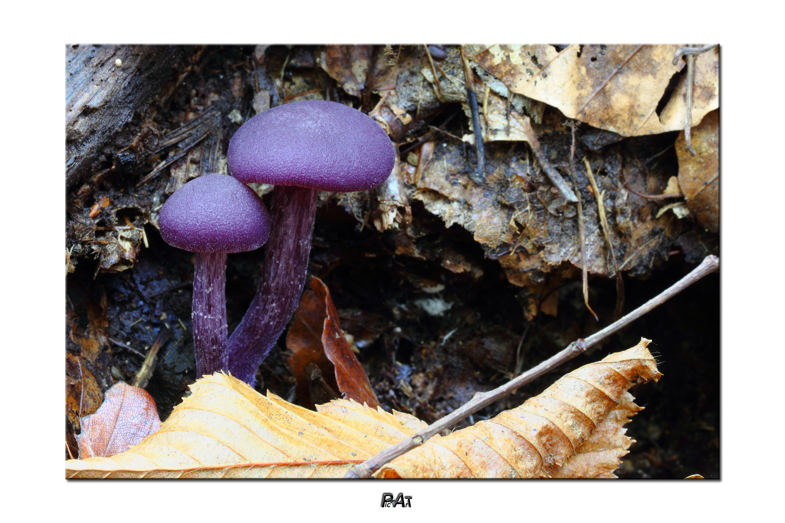 -laccaria amethystina-