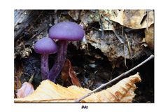 -laccaria amethystina-