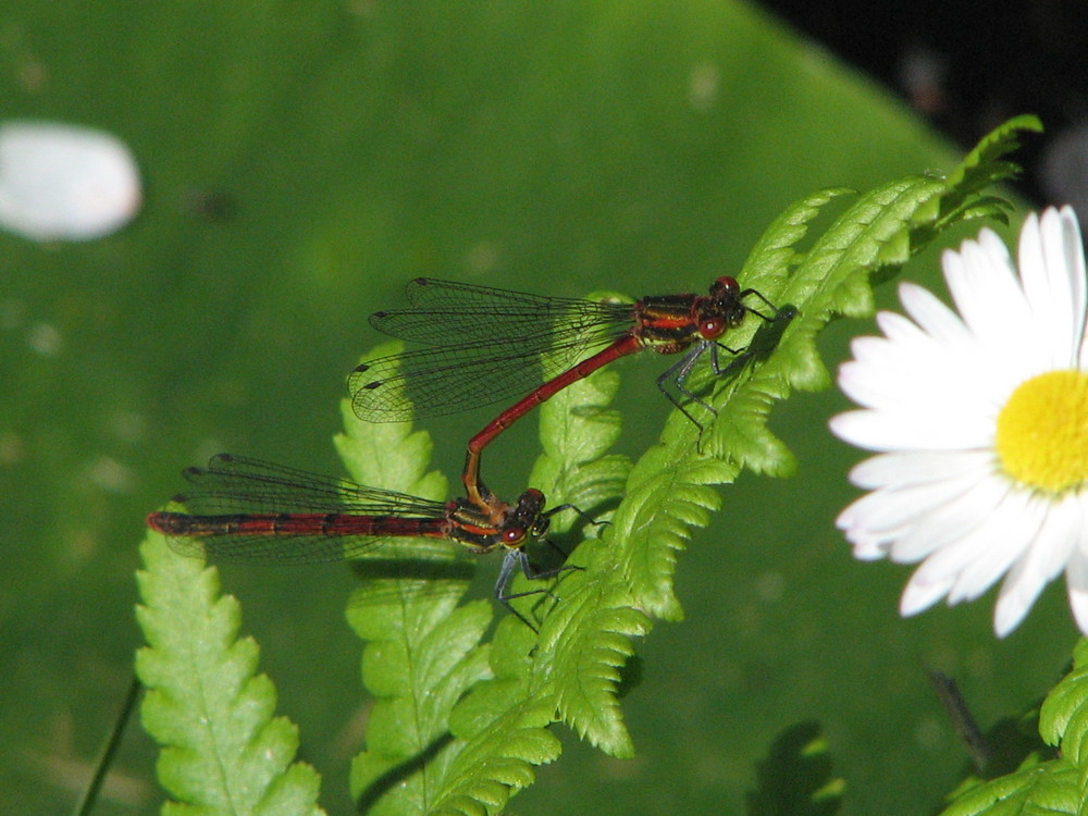 l'accouplement