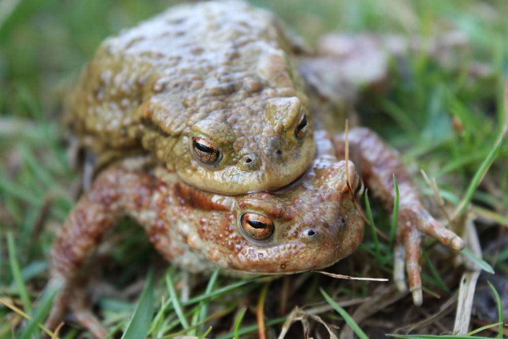 L'accouplement des grapauds commun...