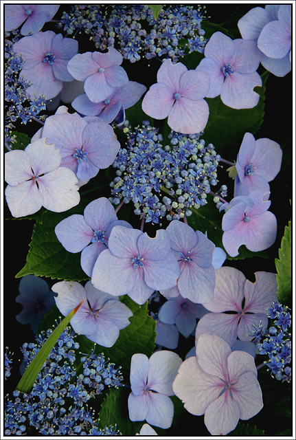 Lace -Cap Hydrangea