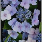 Lace -Cap Hydrangea