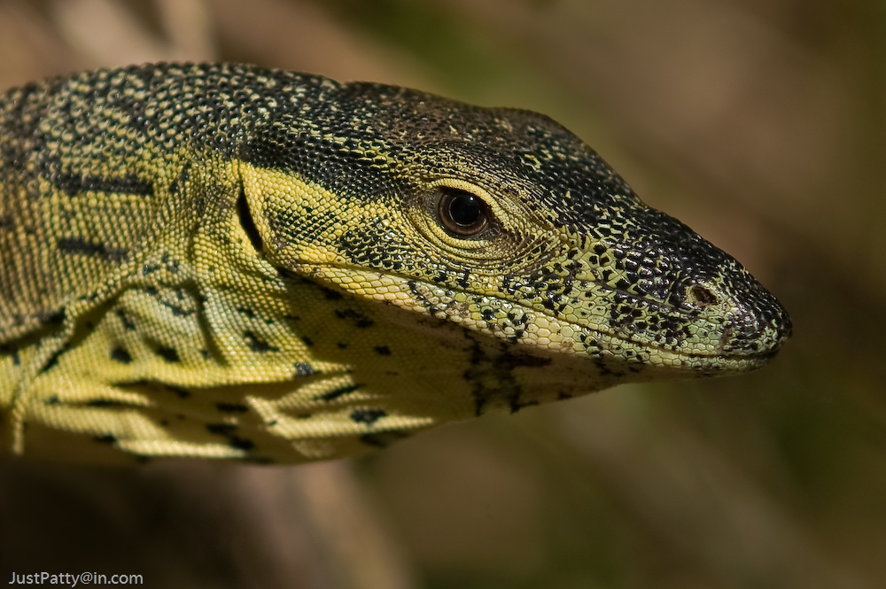 lace monitor