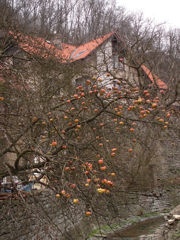 lace of Prague