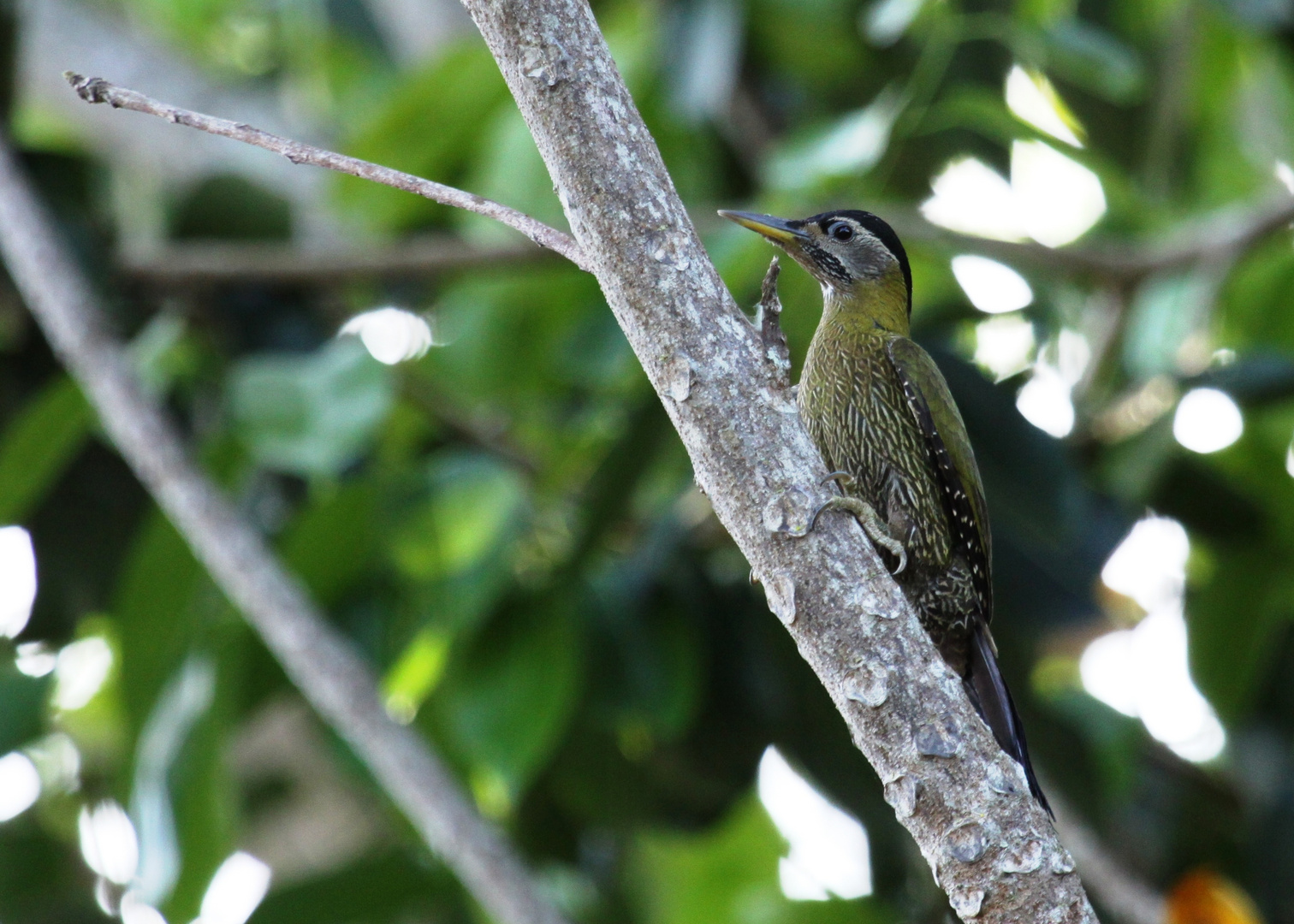 Laced Woodpecker