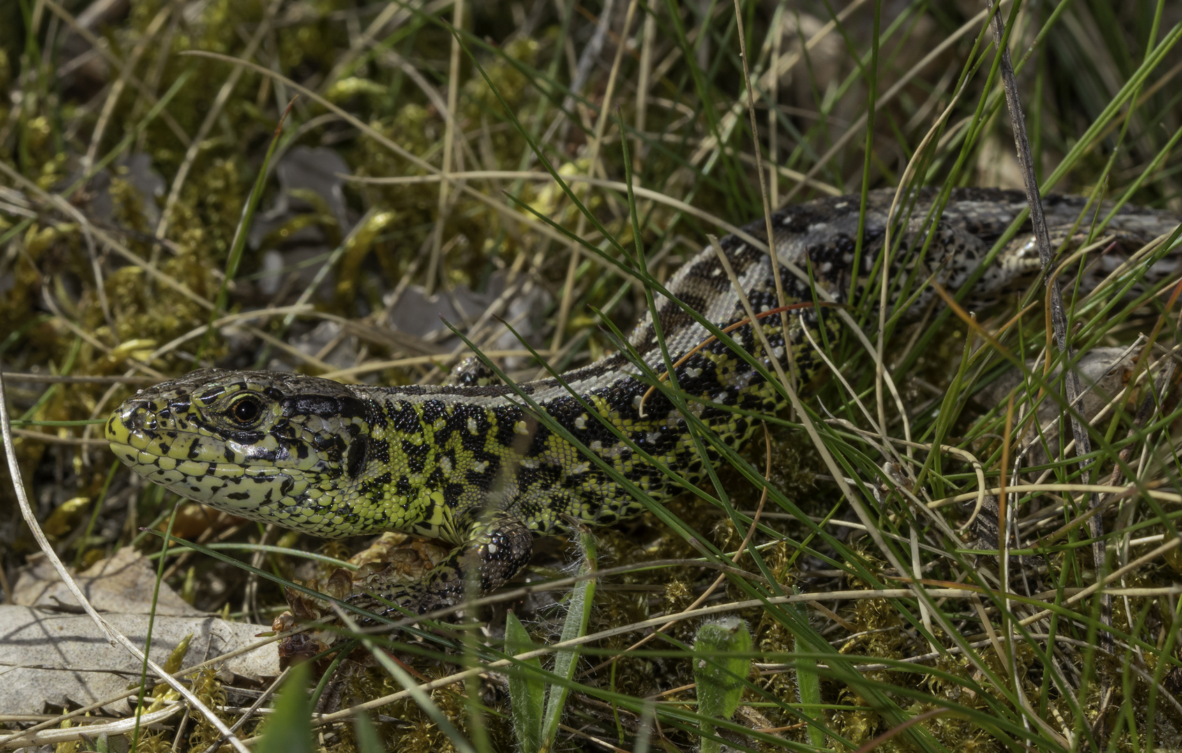 Lacerta agilis