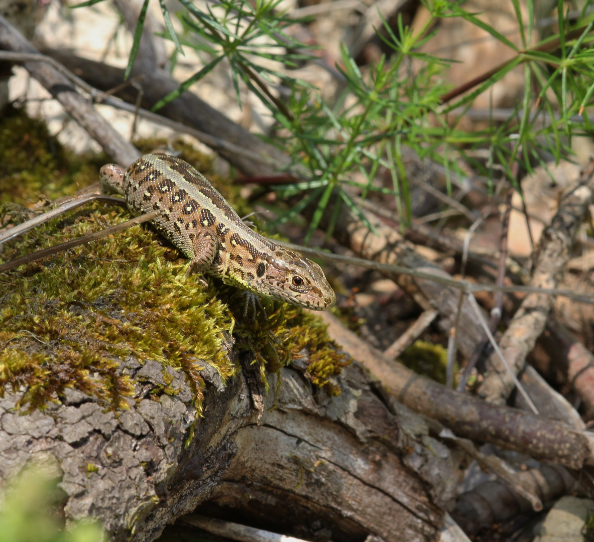 Lacerta agilis