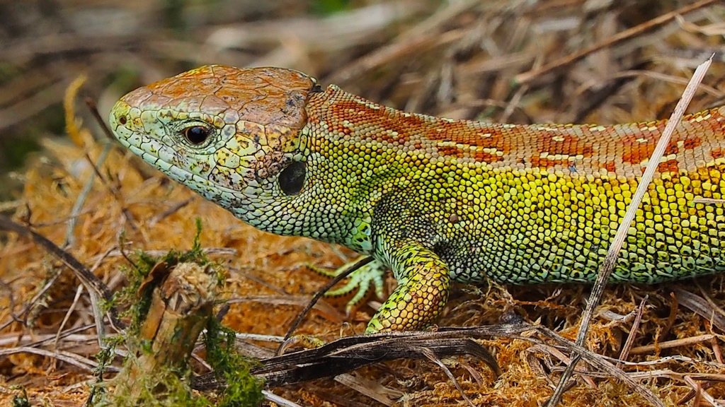 LACERTA AGILIS