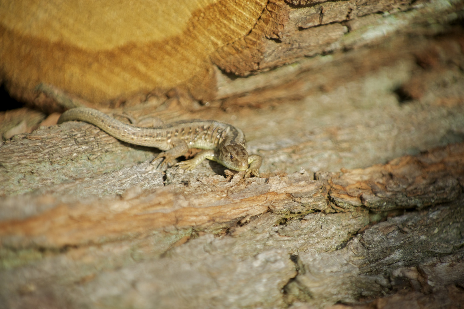 Lacerta agilis 1