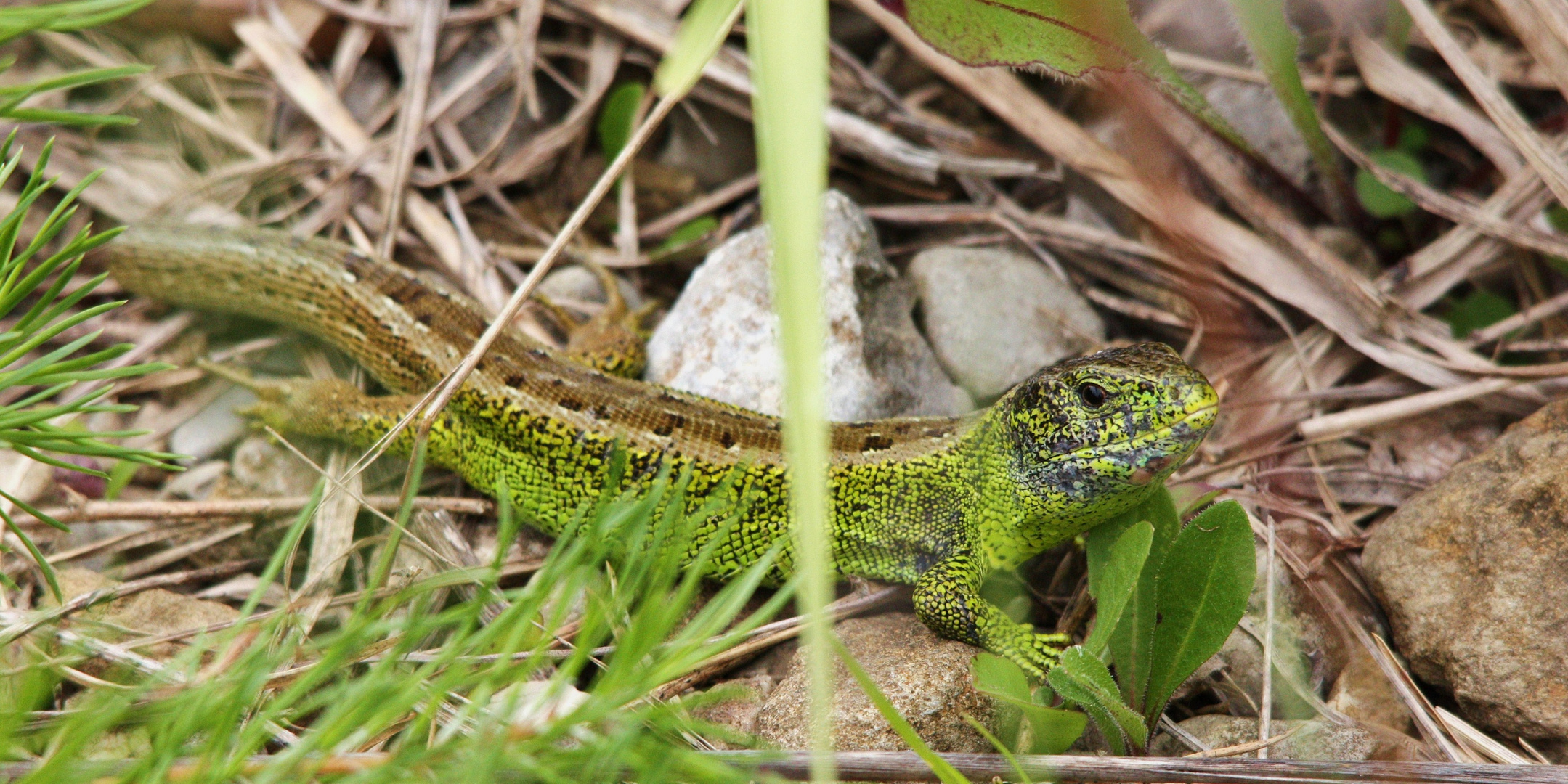 Lacerta agilis 1