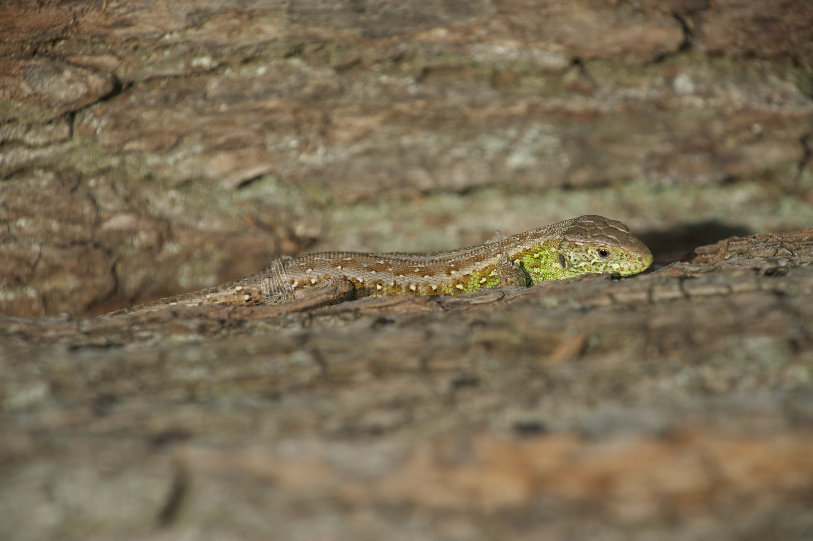 Lacerta agilis