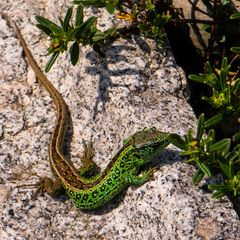 Lacerta agilis