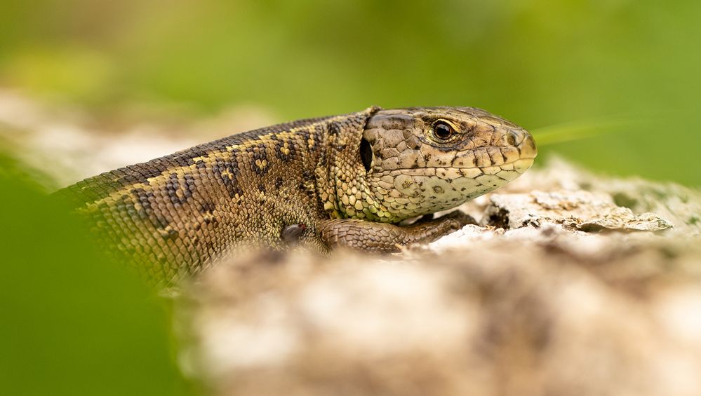 *** Lacerta agilis ***