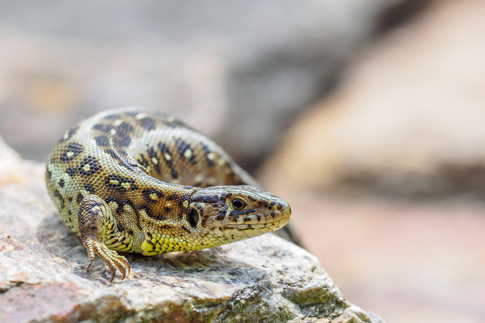 Lacerta agilis