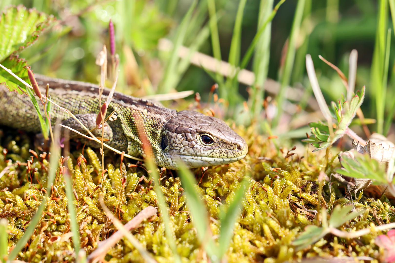 Lacerta agilis