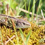 Lacerta agilis