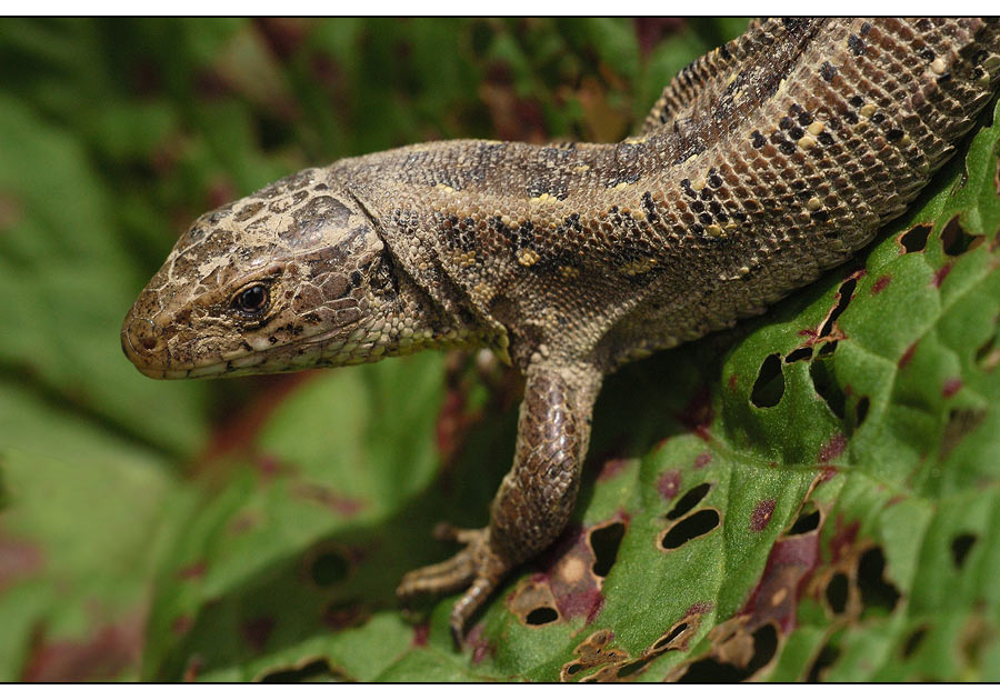 Lacerta agilis